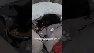 Sweet feral cat is having breakfast in bed #asmr #cats #feralcats #blackcat #catlovers #spoiledcat