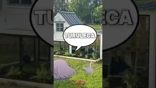 bocchi cantando la gallina turuleca 🗣️🔥/ #bocchitherock #shorts #memes #fyp