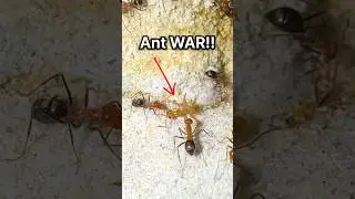 I Started an ANT WAR!!