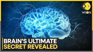 In Groundbreaking Study, Researchers Publish New Brain Blueprint, Map 600,000 Neurons | WION