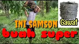 panen sawit buah super pake motor