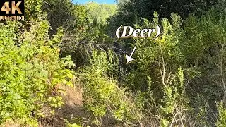 Nor Cal Nature Walk 🌲🌳 | El Sobrante, California  [4K]