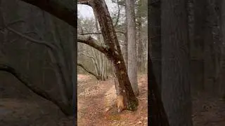 Это дерево сейчас упадет?!