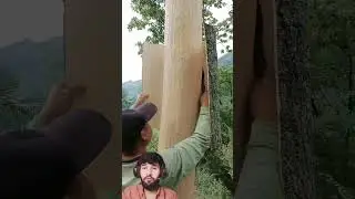 Easy and simple Technique to Remove Bark from a Tree #woodworking #youtubeshorts #shortsfeed