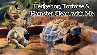 Pet Enclosure Deep Clean 🐢🦔🐹 | Tortoise, Hedgehog & Hamster Cage Clean With Me