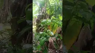 in attending the funeral also got time to explore the medic 🌴🌲 #medicaltree