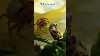 Spider&rsquo;s meal #nature #travel #conservation #wildlife #garden #insects #spider