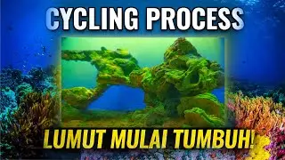6 MINGGU CYCLING PROCESS - LUMUT MULAI TUMBUH!!