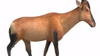 RED HARTEBEEST