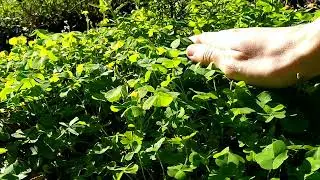Ground clover shooting out seeds