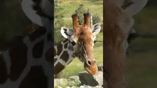 Lo que NO te contaron sobre la JIRAFA