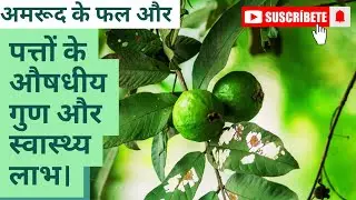  Medicinal properties and Health benefits of Guava fruit and leaves.