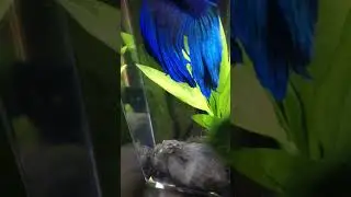 African Dwarf Frog Singing/Humming (Mating Call?)