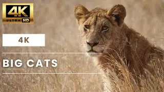 Big Cats of the Wild in Stunning 4K Nature Frame