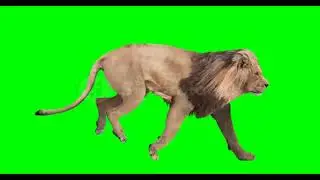 angry lion running green screen