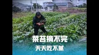 红菜苔白菜苔摘不赢，随便一摘就是几大包，天天出摊天天吃