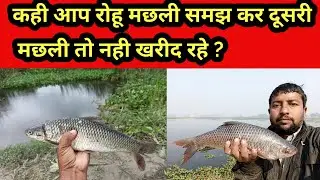 मछली खरीदते समय रोहू मछली की पहचान ऐसे कीजिये || कही आप रोहू मछली समझ कर दूसरी मछली तो नही खरीद रहे.