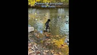 Chewys first encounter with ducks.#puppy #bernesemountaindogs