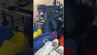 Тестирование новой системы освещения #3dprinting #adventurecat #shopcat #blackcat #catdad