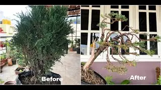 Styling my cypress bonsai - rocky mountain juniper style