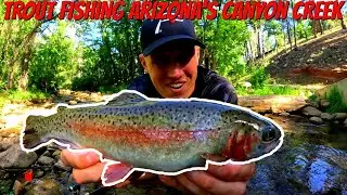 Trout Fishing Arizona's Canyon Creek