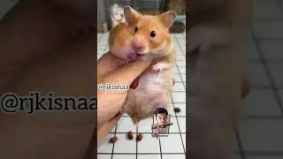 RJ Kisna Comedy animals comedy videos 📷📷@kisnadubkendra #comedy #rjkisnaa #instgramreels
