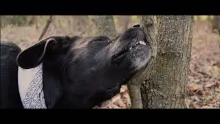 B Roll Nature Walk with Dog - Cinematic Nikon D5300