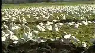 Wildlife Viewing Ethics