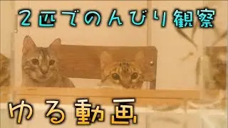 ドクターフィッシュとルトとロゼ