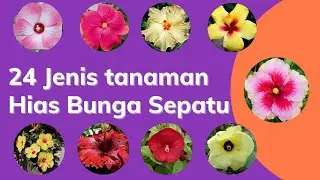 24 Tanaman Hias Jenis Bunga Sepatu untuk mempercantik taman