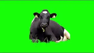 Green Screen Cow Farm Animal Chroma Key Graphics For Videos No Copyright Free To Use