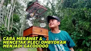 HOW TO PRINT AND CARE FOR PLECI FROM THE MATERIAL TO THE GACO