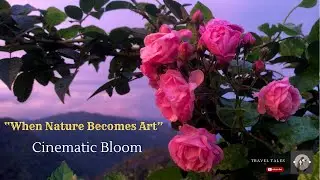 Cinematic Rose in Slow Motion 🌹 | Nature&rsquo;s Poetry in 4K