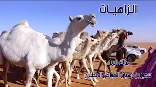 مسيرة الزاهيات | مالك الإبل / سمير بن زهيان الضباطي المطيري (2021م)