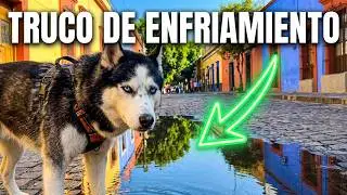 BIKEJORING COUCH - INICIO ENTRENAMIENTO🇲🇽🐺 #bikejoring #husky #huskylife