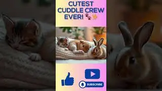 Cutest Cuddle Crew Ever! Short #cuteanimals #cute #peaceful