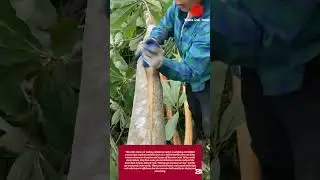 Satisfying peeling cinnamon bark tips: skilled workers improve efficiency