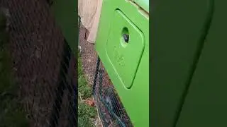 Easy morning egg collection with Omlet EGLU chicken coop