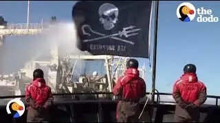 Sea Shepherds: Ocean WARRIORS Risk Lives to Protect Marine Animals | The Dodo
