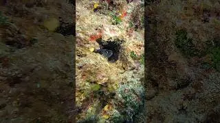 The Middle Finger dive spot, Gozo #middlefinger #gozo #malta #scubadiving #tecdiving with @glonec