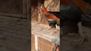 Rockstar ft Baal aseel#aseel #chickenlovers #parrotbeakaseelmurgaladai #birds