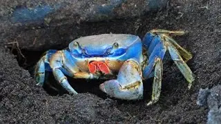 The crab - photo slideshow