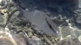 Facts: The Gray Snapper
