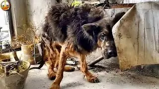 Никто не знает, что хозяин сделал с собакой, но когда его увидели, все разрыдались.