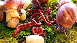 Millipede Legs & Snail Slime : Nature's Strangest Gathering #Millipede ​#Snail ​#NatureOddity