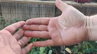 Manos con resina de pino? El alcohol todo lo cura!