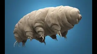 Tardigrades Resilience and Cryobiology Insights