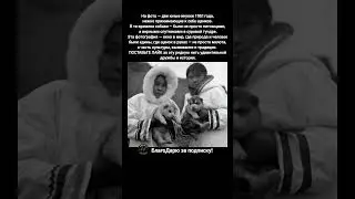 Инуиты 1951 года, тундра и ездовые собаки qimmiit историческое фото собак #история #ссср