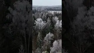 Latvian Winter mood #latvia #europe #winter #christmas  #travel