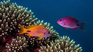Deep Sleep Music with Peaceful Sea Energy for Emotional Healing